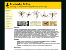 Tablet Screenshot of evanioidea.info